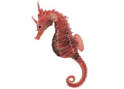 Seahorses - Save Our Seahorses
